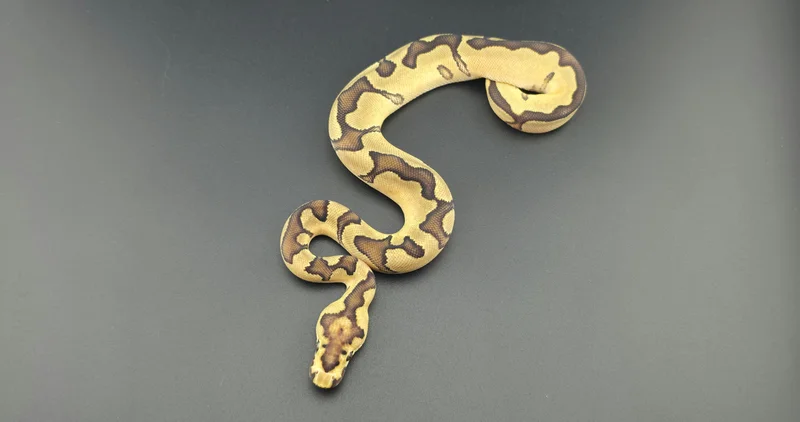 Enchi Fire Clown