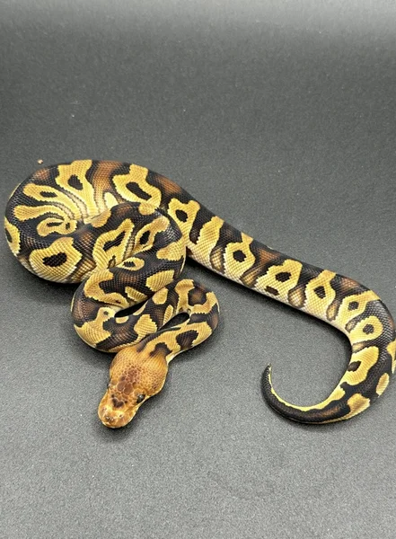 Cypress clown het desert ghost 