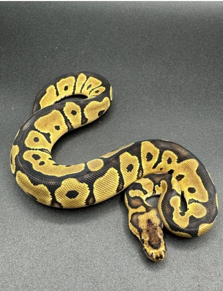 Clown het desert ghost 