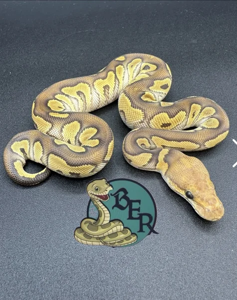 Mojave clown het desert ghost 