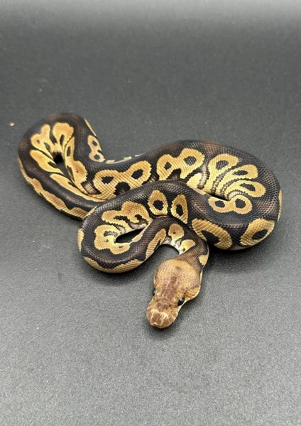 Black pastel clown het desert ghost 