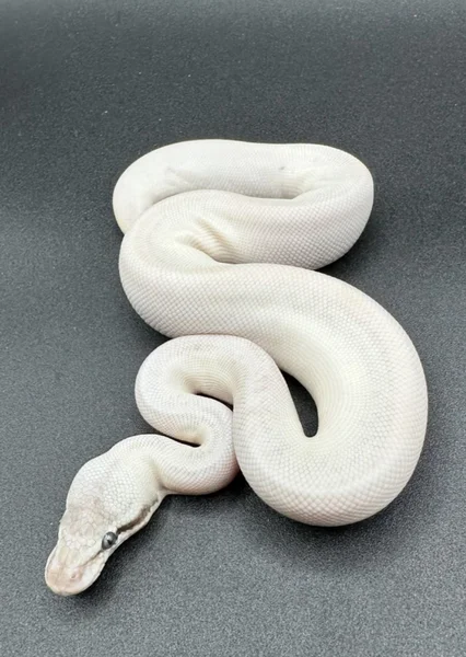 Super Mojave het VPI 