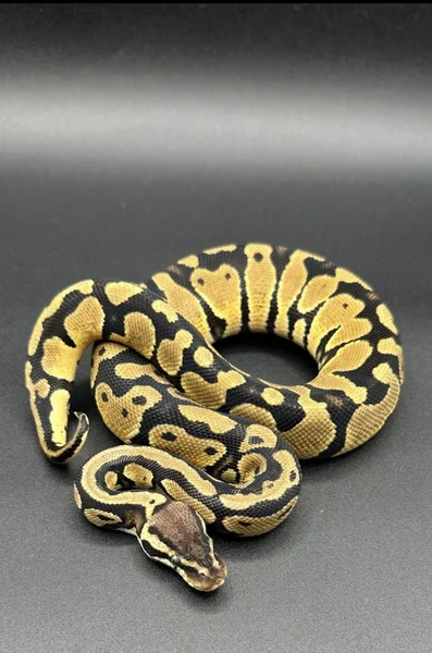 Pastel double het VPI axanthic zebra 