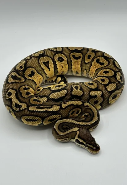 Pastel red striped hurricane double het clown pied