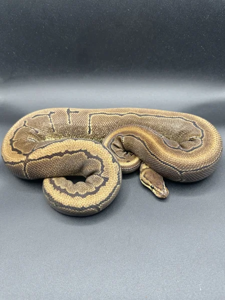 Pinstripe double het Ultramel pied