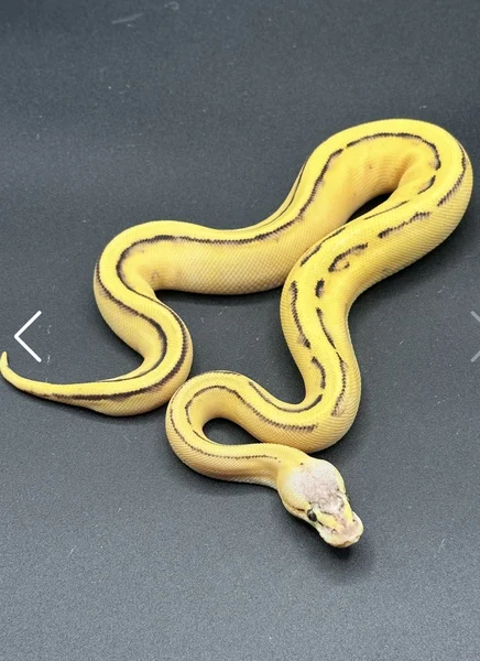 Pastel orange dream red stripe genetic stripe 66% het clown