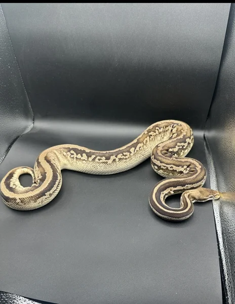 Pastel Mojave leopard het VPI 50% het pied