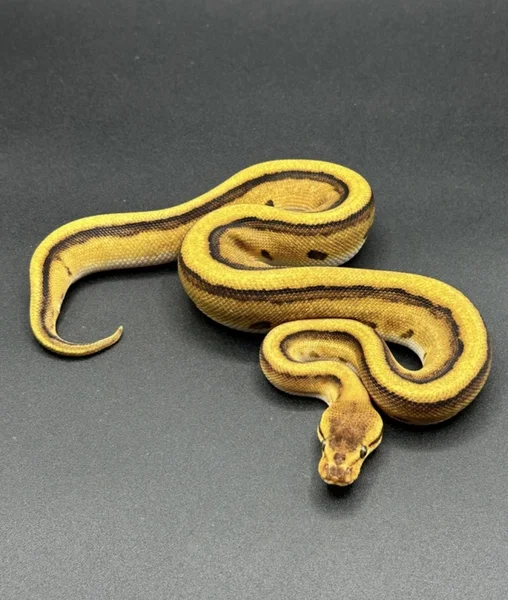 Orange dream, red stripe, genetic stripe het clown