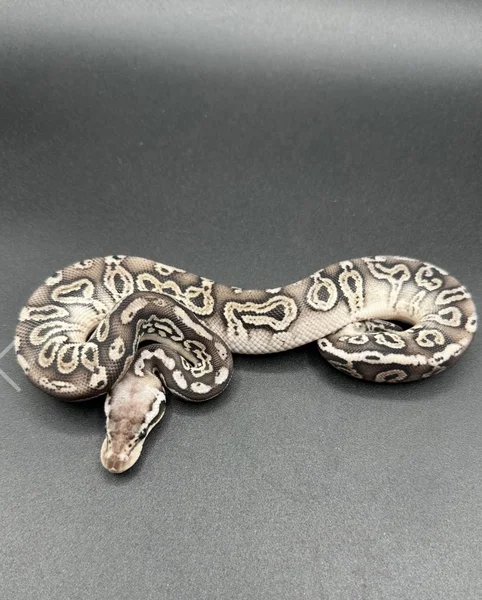 Black pewter double het hypo clown 