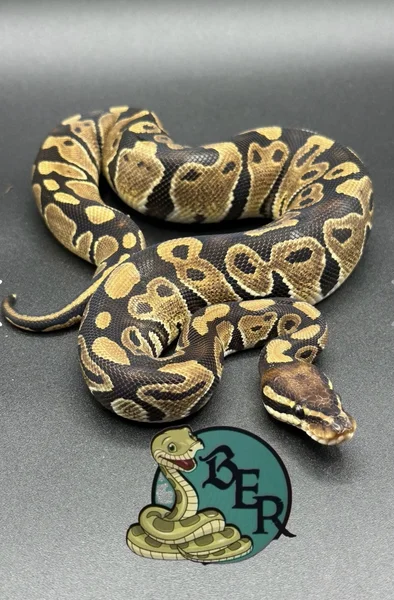 Double het monsoon desert ghost 
