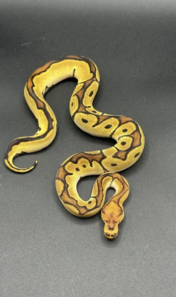 Orange dream, clown 100% het genetic stripe (pos super OD)