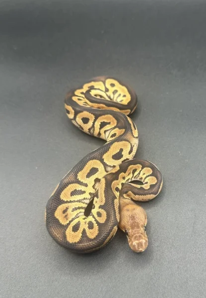 Black pastel clown het desert ghost 