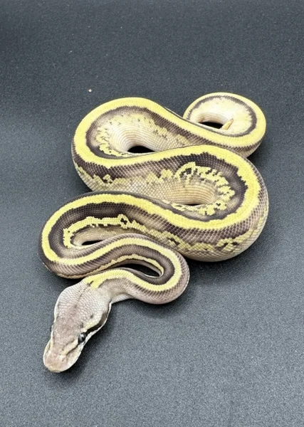 Pastel leopard Mojave het VPI