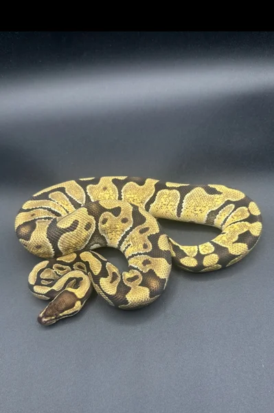 Enchi triple het hypo clown desert ghost 