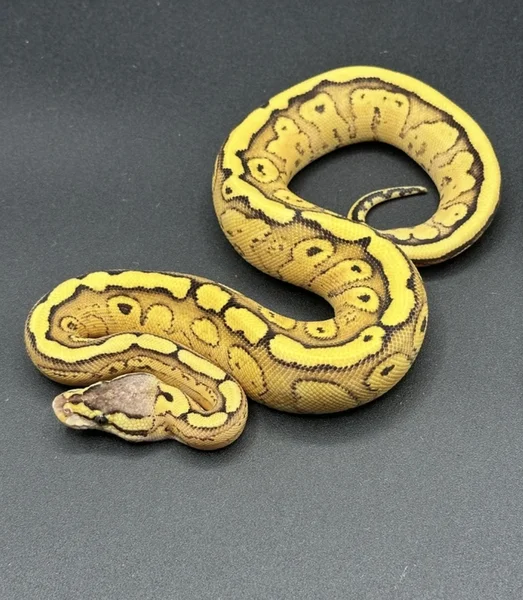 Pastel orange dream red stripe het genetic stripe