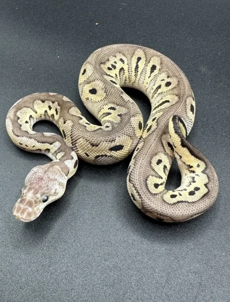 Black pewter clown het desert ghost 