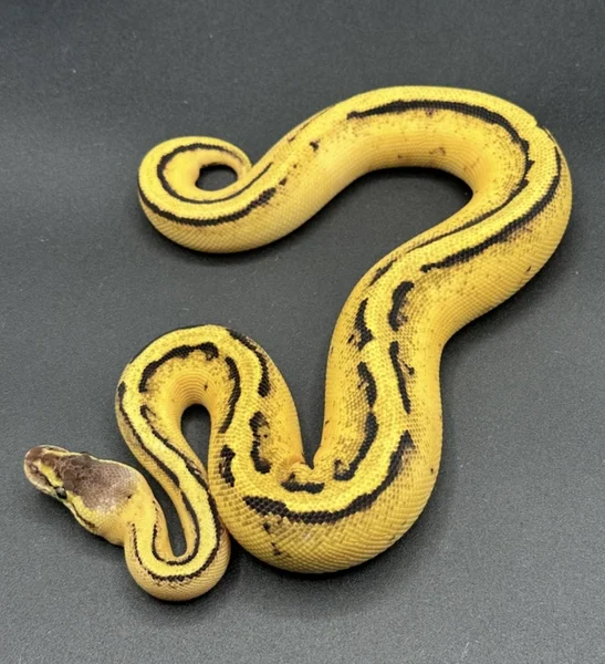 Pastel red stripe orange dream genetic stripe (possible Super’s)