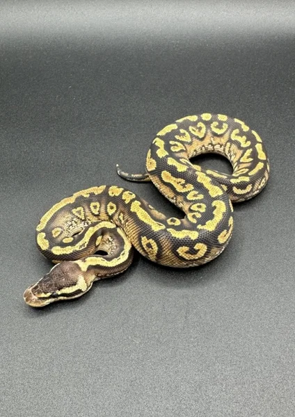 Pastel orange dream paint 66% het hypo