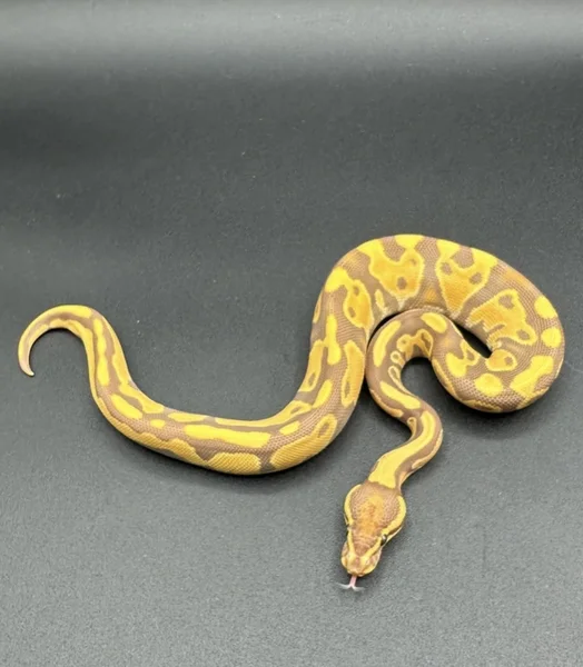 Orange dream Ultramel 66% het pied