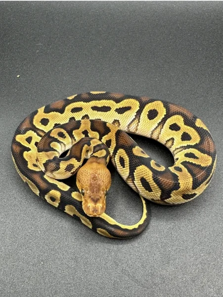 Cypress clown het desert ghost 