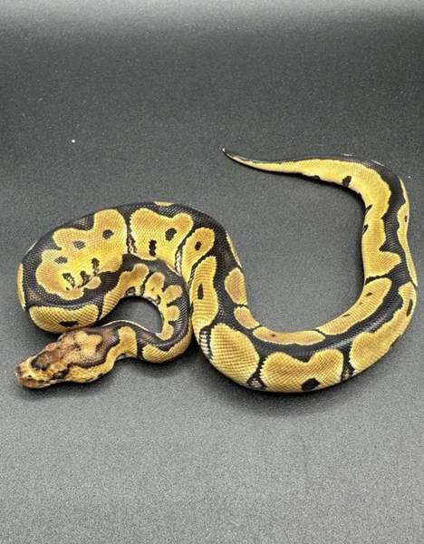 Clown het desert ghost 