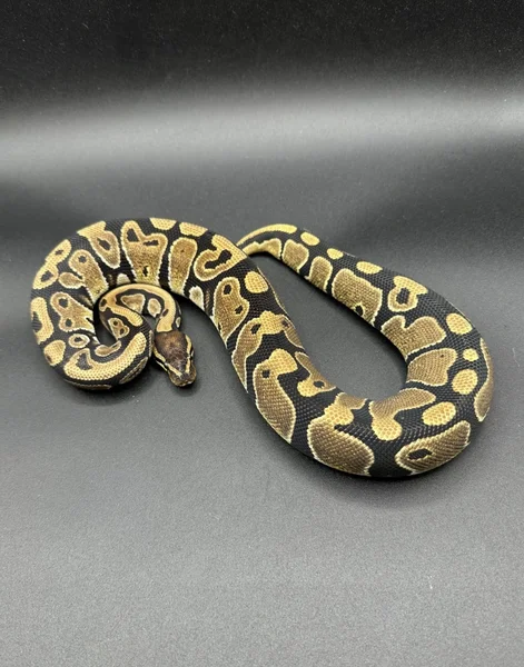 Double het hypo pied