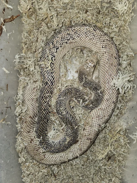1.1 patternless Florida Pine Snakes 