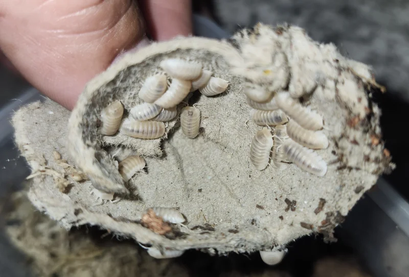 Glacier isopods 