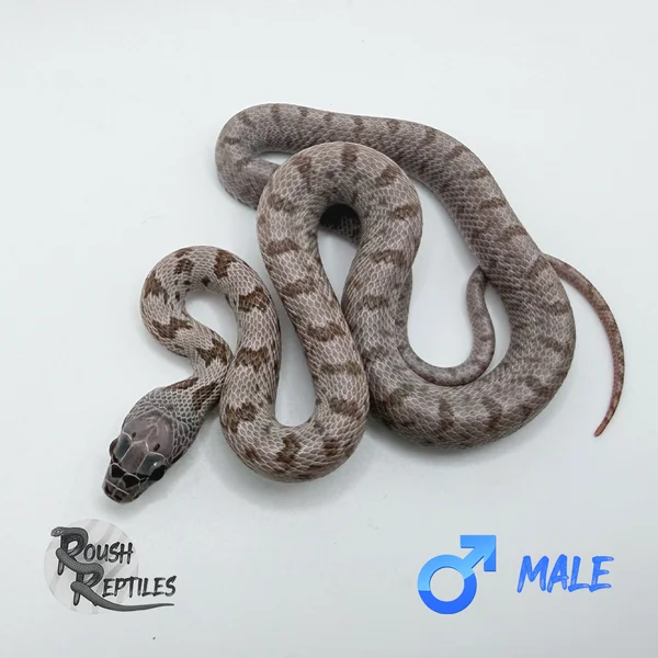 Hypo Baird's Rat Snake ("T+ Albino")
