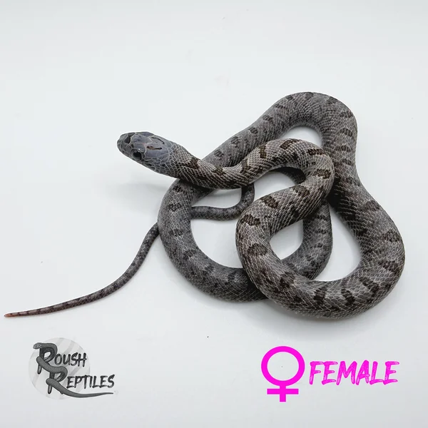 Baird's Rat — Boy Scout + Possible Multi-Het