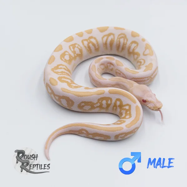 Albino Black Pastel