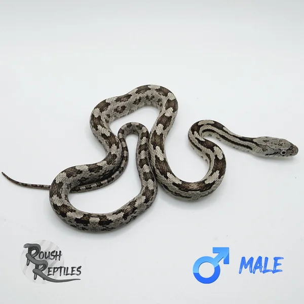 Gulf Hammock Rat Snake (F2)