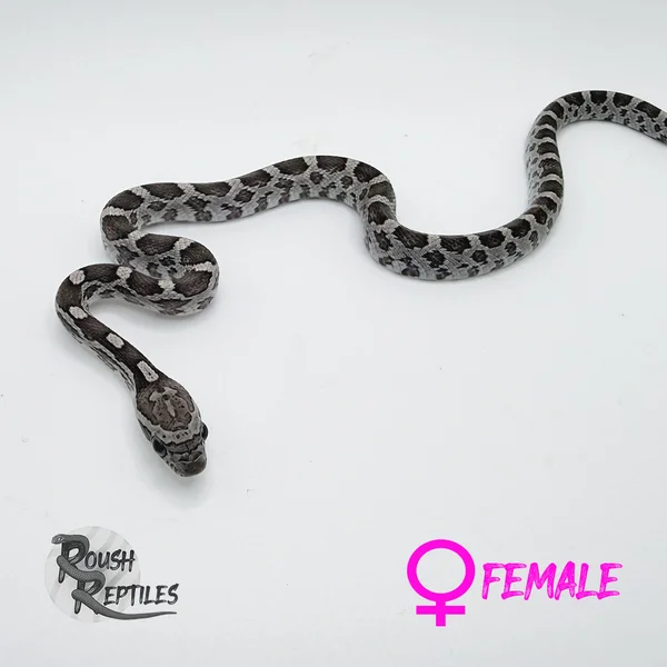 Anery Multi-Het Corn Snake