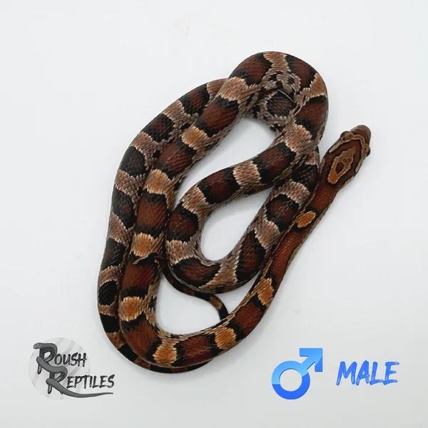 Okeetee Corn Snake