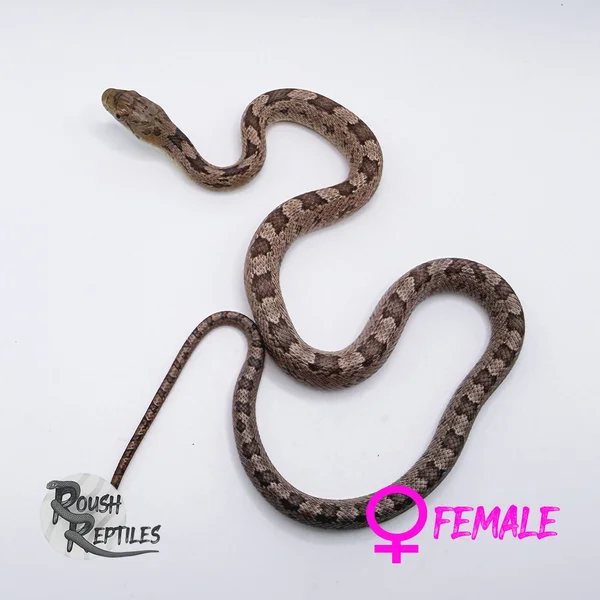 Het Hypo Everglades Rat Snake