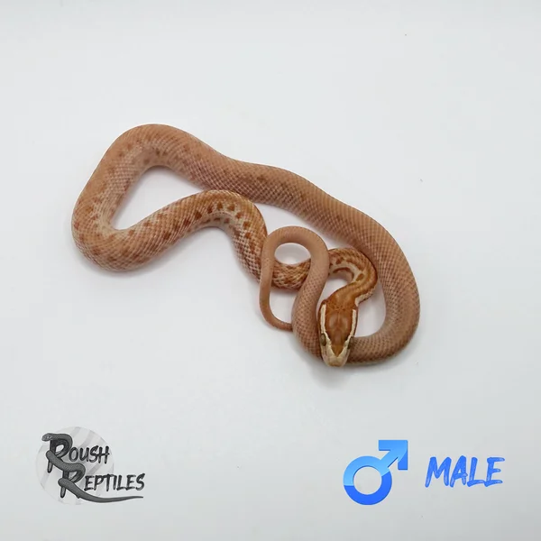 T- Albino Cape House Snake