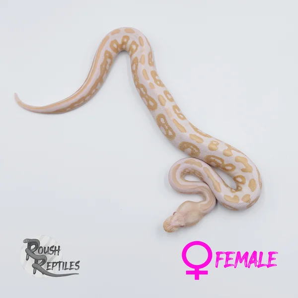 Albino Black Pastel