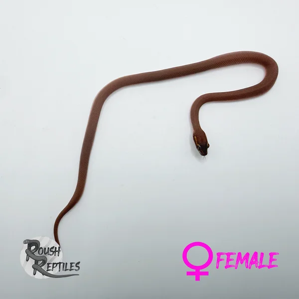 Namibian House Snake
