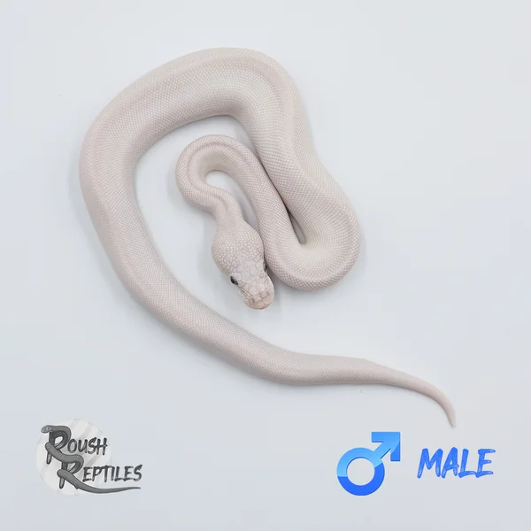 Blue-Eyed Leucistic