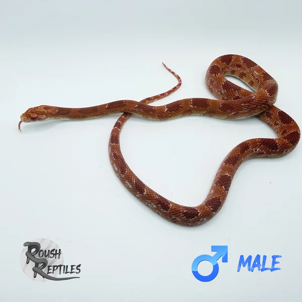Phoenix Corn Snake