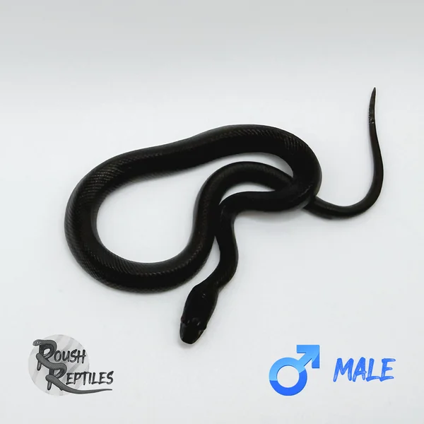 Black House Snake (Congo Locale)