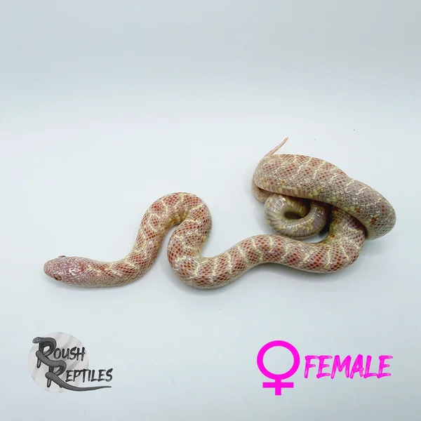 T- Albino Female