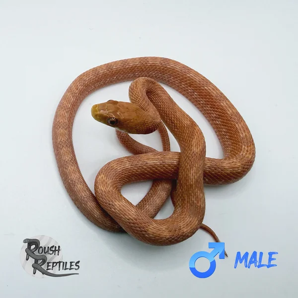 Hypo/"Albino" Everglades Rat (Great Bloodline!)