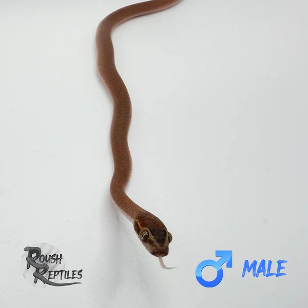 Namibian House Snake