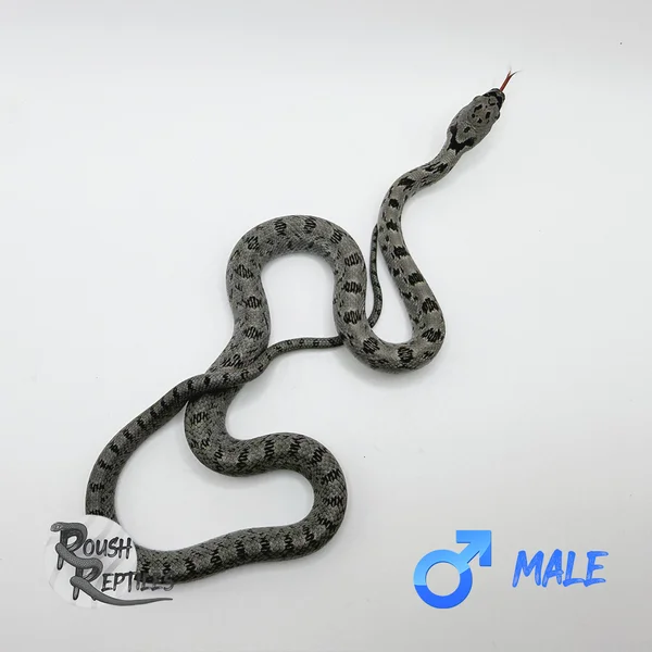 Baird's Rat — Boy Scout + Possible Multi-Het