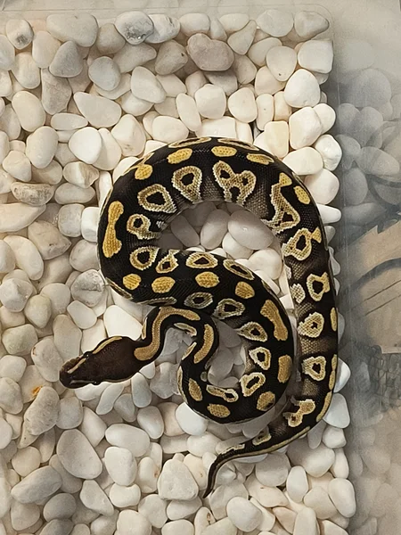 Black head Mojave POS YB het clown 