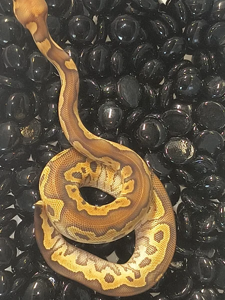 Furrow Mojave clown 