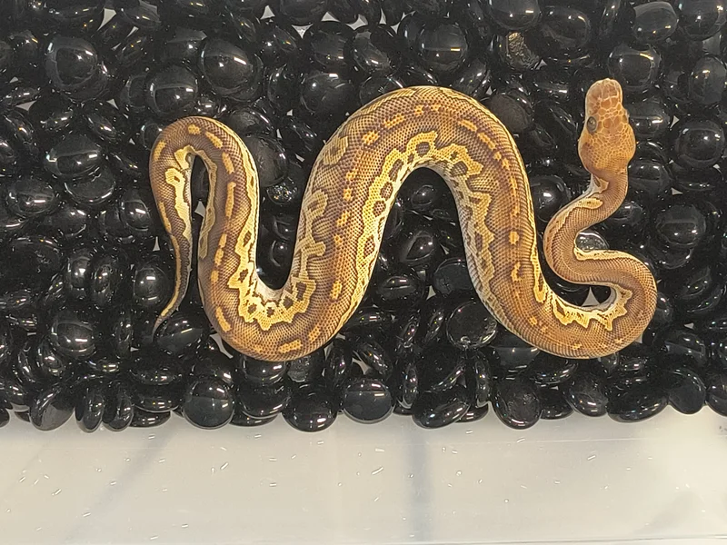 Furrow Blackhead Mojave clown 