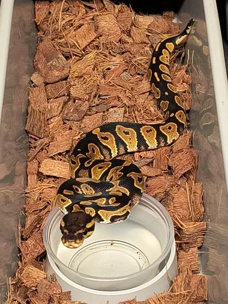 Furrow Blackhead het clown