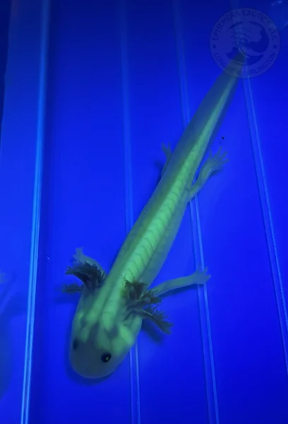 3-4” GFP Melanoid Leucistic Juvenile